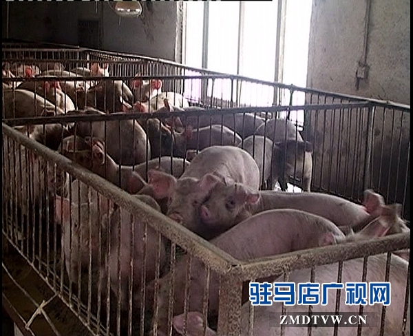 <a  href='http://505879.com/listinfo-16-0.html'  title='養(yǎng)殖' target='_blank' >養(yǎng)殖</a>1_副本.jpg