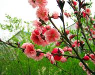又是一年春光美，田野無處不飛花。桃花、梨花、油菜花、櫻花、李花、……醉人花海誰最美?田野花仙個個佳。