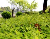 一場持續(xù)降雨后呈現(xiàn)在每個(gè)市民眼中的都是綠意和花的世界。