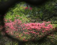 杜鵑花又名映山紅，被譽(yù)為“花中西施”