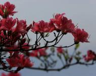 杜鵑花又名映山紅，被譽(yù)為“花中西施”