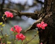 杜鵑花又名映山紅，被譽(yù)為“花中西施”