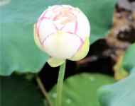 凌波仙子靜中芳，也帶酣紅學(xué)醉妝