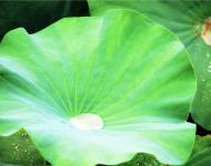 綠蓋半篙新雨，紅香一點清風(fēng)。