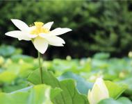 湖水經(jīng)秋平似鏡，蓮花破曉白如霜。