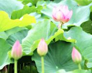藕田成片傍湖邊，隱約花紅點點連。