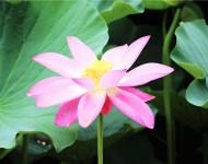 娥娜似仙子，清風(fēng)送香遠