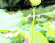紅白蓮花開共塘，兩般顏色一般香