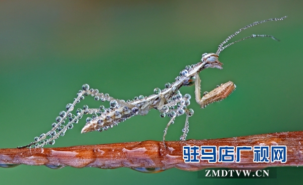 2、《晨露與昆蟲》一等獎 馮社.jpg