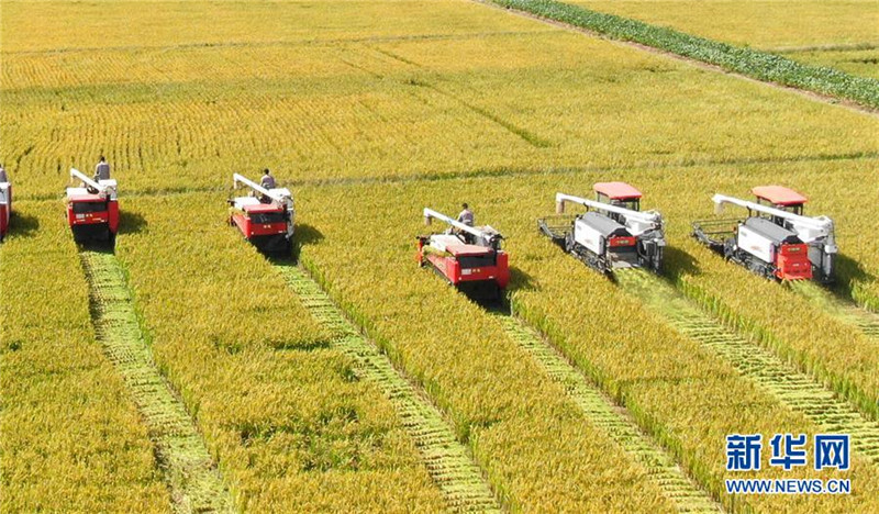 9月27日，收割機在江蘇海門臨江新區(qū)農田里收割水稻（無人機拍攝）。  新華社發(fā)（許叢軍 攝）