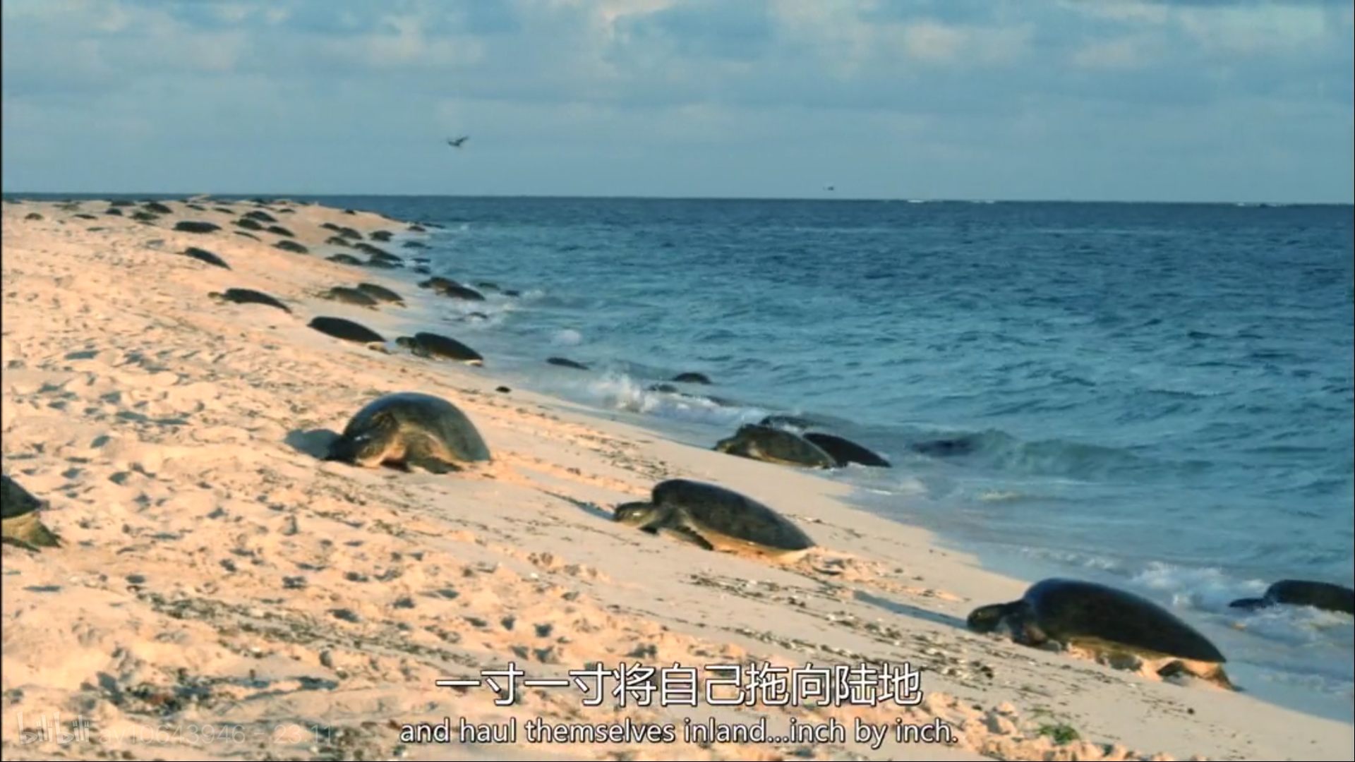 大堡礁5至25年內(nèi)將消失！未來，我們可能再也見不到了 | 正在消失的世界記憶 