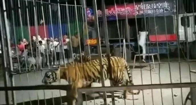 幼虎出逃死了，從業(yè)者慌了：保護(hù)與表演矛盾愈發(fā)突出，何去何從？ 