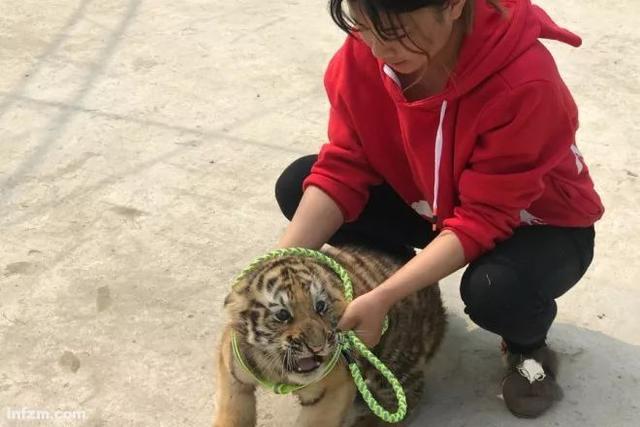 幼虎出逃死了，從業(yè)者慌了：保護(hù)與表演矛盾愈發(fā)突出，何去何從？ 