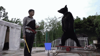 幼虎出逃死了，從業(yè)者慌了：保護(hù)與表演矛盾愈發(fā)突出，何去何從？ 