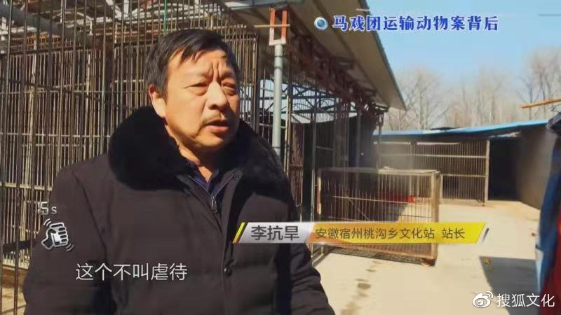 幼虎出逃死了，從業(yè)者慌了：保護(hù)與表演矛盾愈發(fā)突出，何去何從？ 