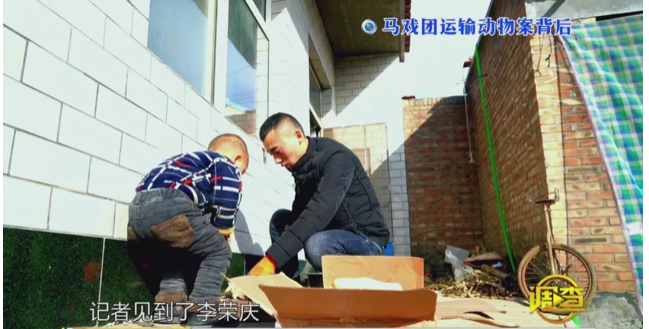 幼虎出逃死了，從業(yè)者慌了：保護(hù)與表演矛盾愈發(fā)突出，何去何從？ 