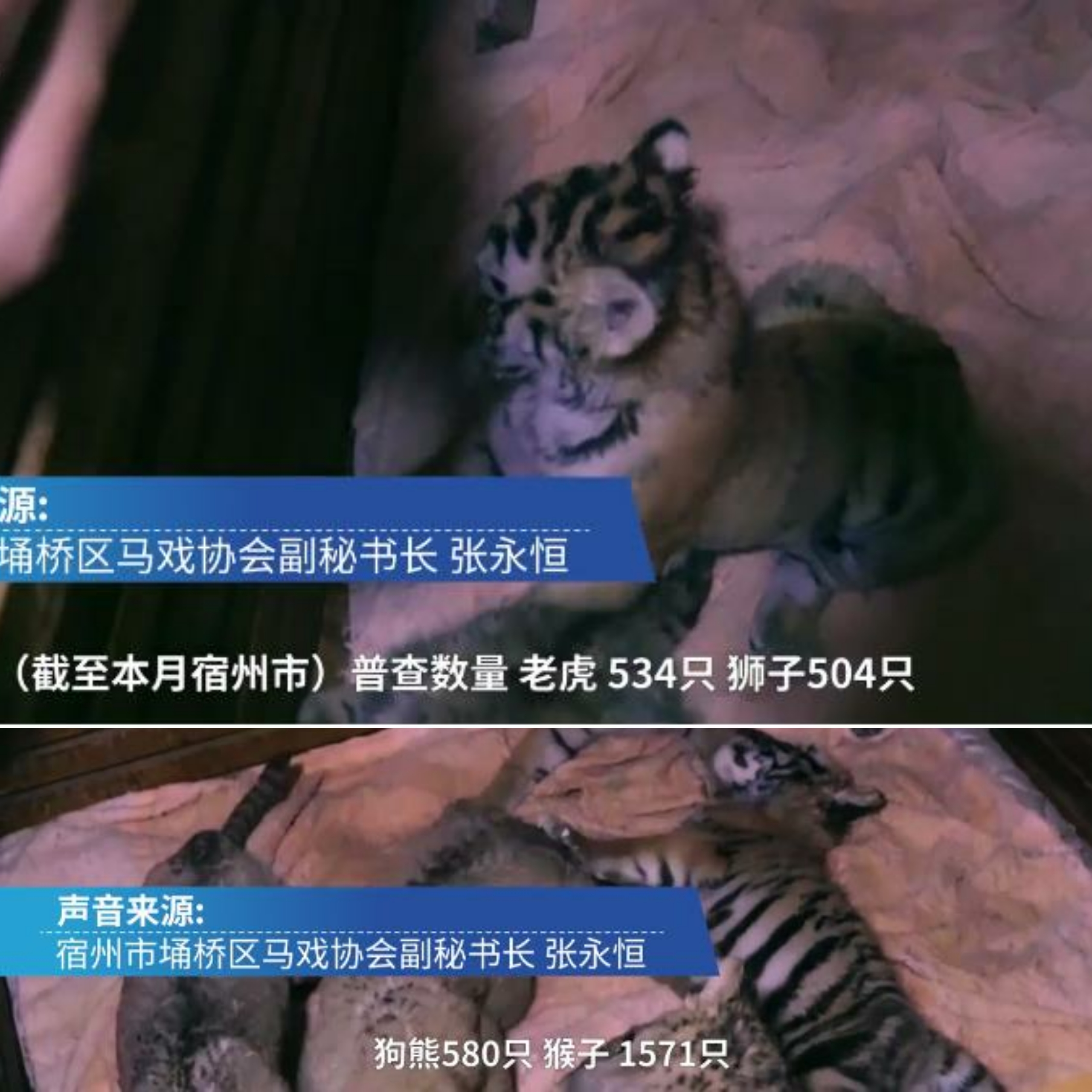 幼虎出逃死了，從業(yè)者慌了：保護(hù)與表演矛盾愈發(fā)突出，何去何從？ 