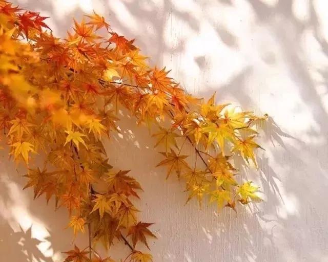 詩(shī)詞丨木葉落，秋分至，正是一年最美時(shí) 