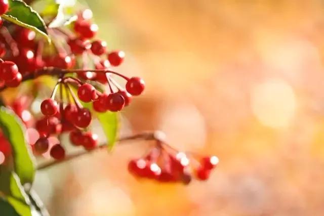 詩(shī)詞丨木葉落，秋分至，正是一年最美時(shí) 