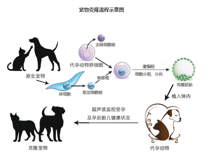 中國首只克隆貓回家了，你會花 38 萬跟去世的寵物再續(xù)前緣嗎？