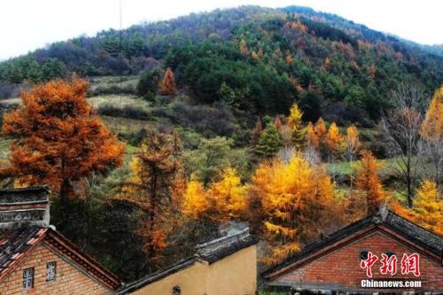 秋季最后一個節(jié)氣霜降來臨 冷知識：為何要吃柿子？
