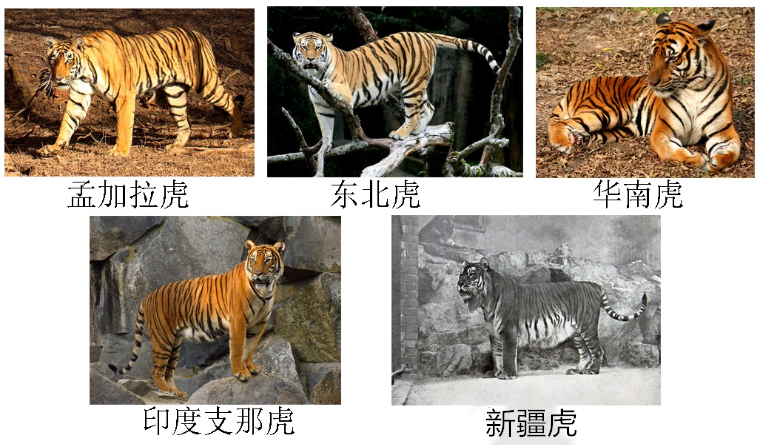 滅絕的不只長江白鱘，在中國，這些物種也已消失…… 