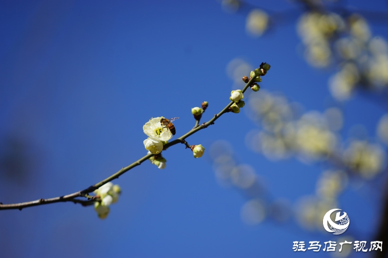你看，紅梅、白梅、迎春花