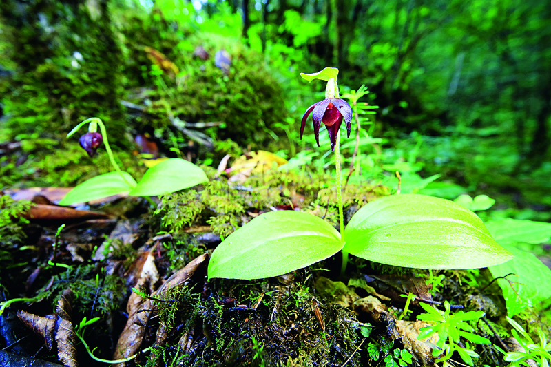 2019年中國野生動植物保護十件大事揭曉