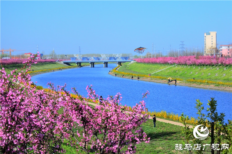 兩岸綠樹成萌，堤岸海棠飄香