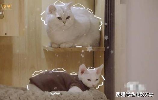 當(dāng)國綜不抄襲，當(dāng)謝娜不聒噪，不撕的國產(chǎn)綜藝看什么？ 
