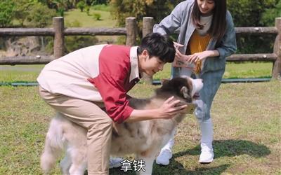 寵物演員參演劇集，絕不是走過場 