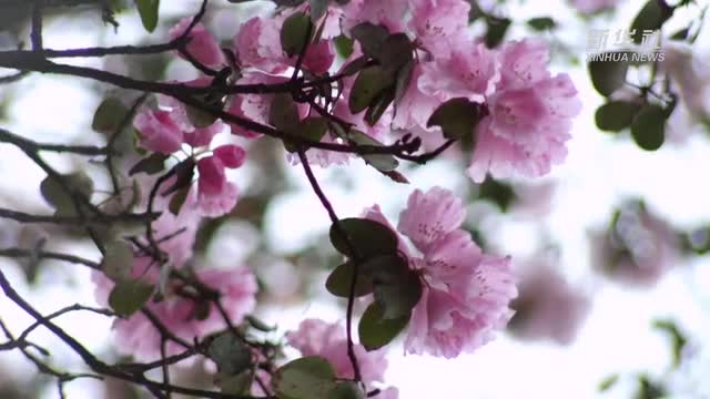 神農(nóng)架的杜鵑花開(kāi)了