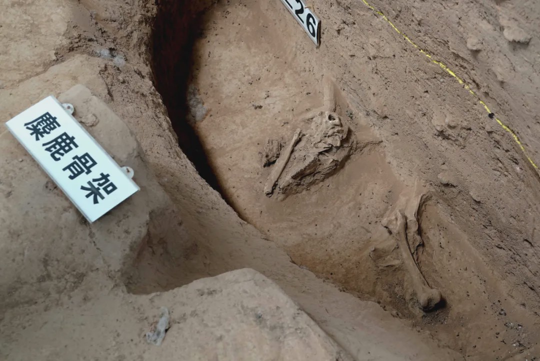 河南鞏義發(fā)現(xiàn)5000多年前“河洛古國”，不排除是黃帝時代都邑所在