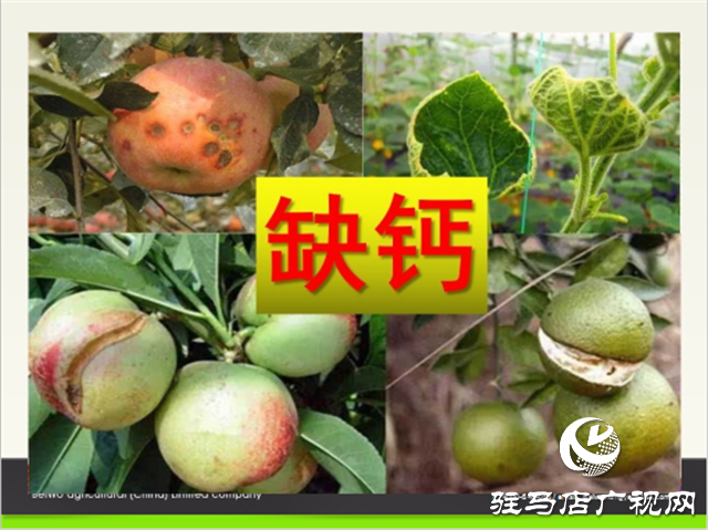 “好鈣肥、北沃造”——北沃農(nóng)業(yè)打造“鈣肥航母”
