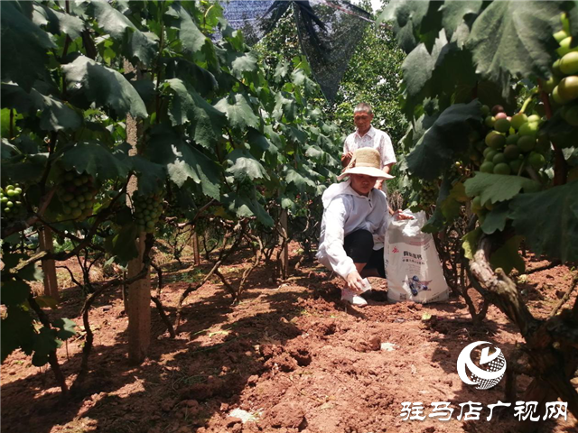 “好鈣肥、北沃造”——北沃農(nóng)業(yè)打造“鈣肥航母”