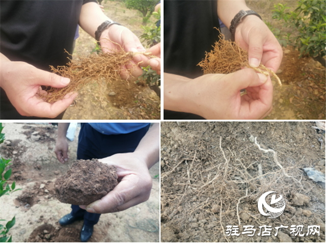 “好鈣肥、北沃造”——北沃農(nóng)業(yè)打造“鈣肥航母”