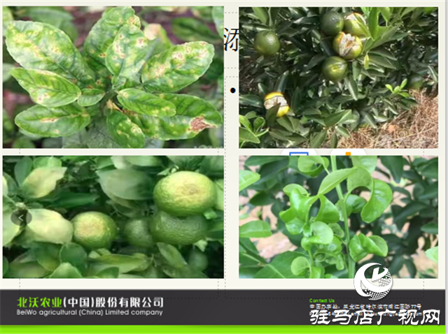 “好鈣肥、北沃造”——北沃農(nóng)業(yè)打造“鈣肥航母”