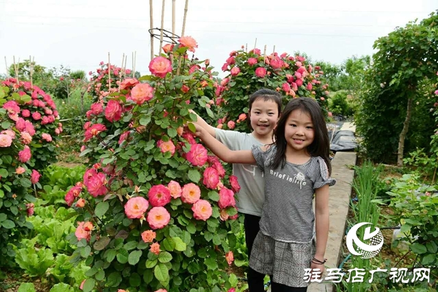 泌陽李春陽：新時代踐行綠色發(fā)展思想的巾幗標兵