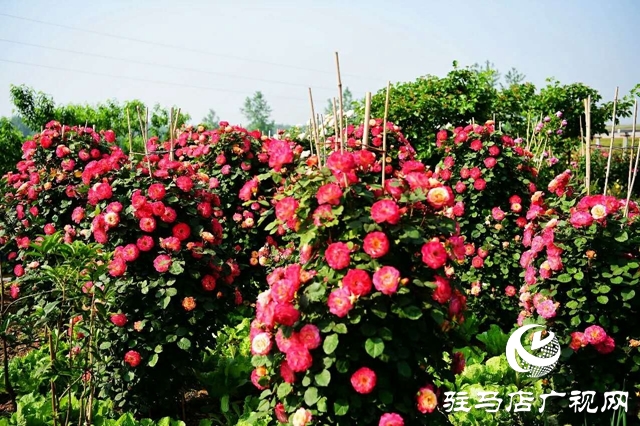 泌陽李春陽：新時代踐行綠色發(fā)展思想的巾幗標兵