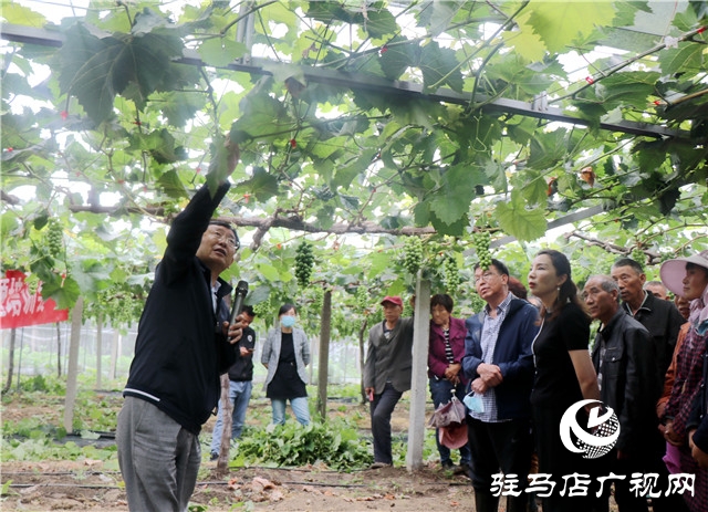 國家葡萄產(chǎn)業(yè)技術(shù)體系豫東試驗站培訓會在遂平縣召開