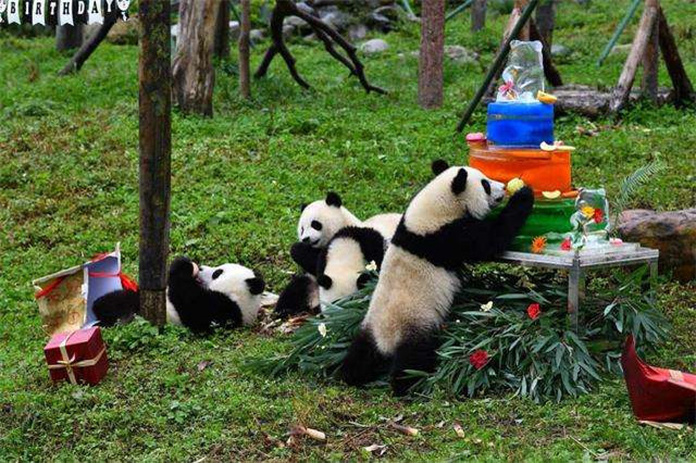 中國大熊貓保護(hù)研究中心舉辦2019級熊貓寶寶集體生日會