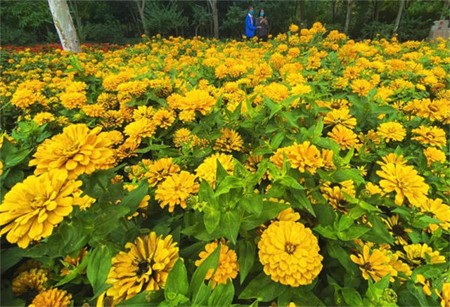  來綠博園賞菊，收獲這個(gè)秋天的浪漫