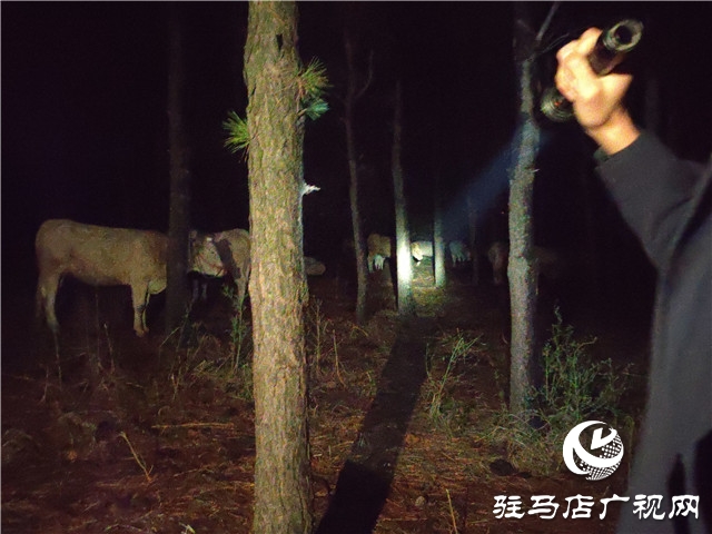警民齊心冒雨尋牛，秋涼心卻暖