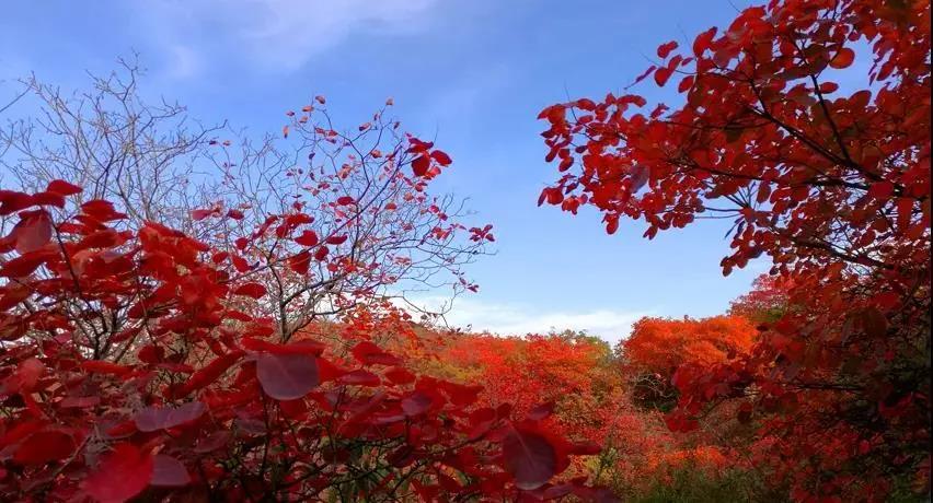 又是一年紅葉季，期待在這里遇見最美的你