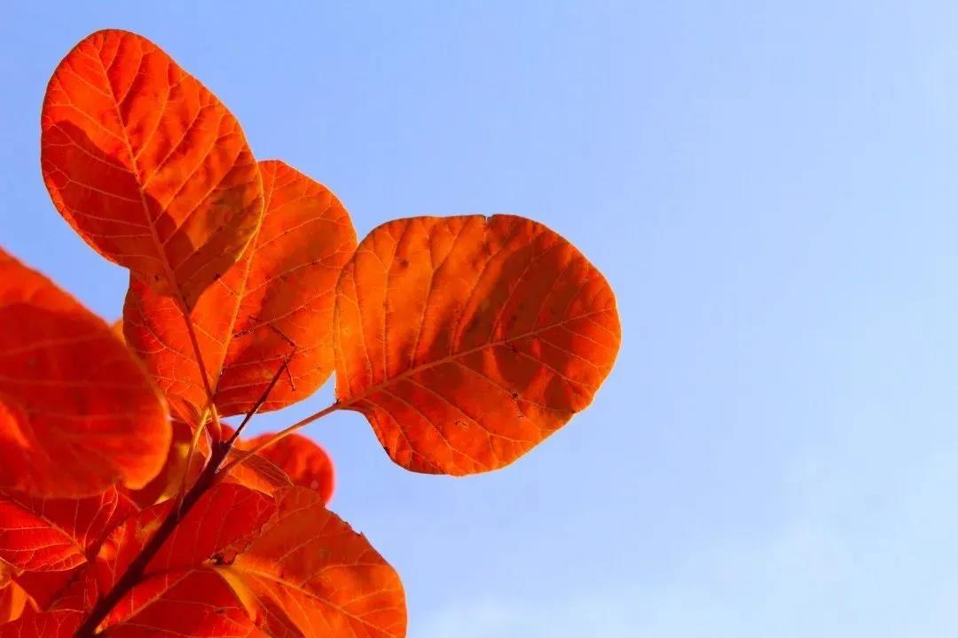 又是一年紅葉季，期待在這里遇見最美的你
