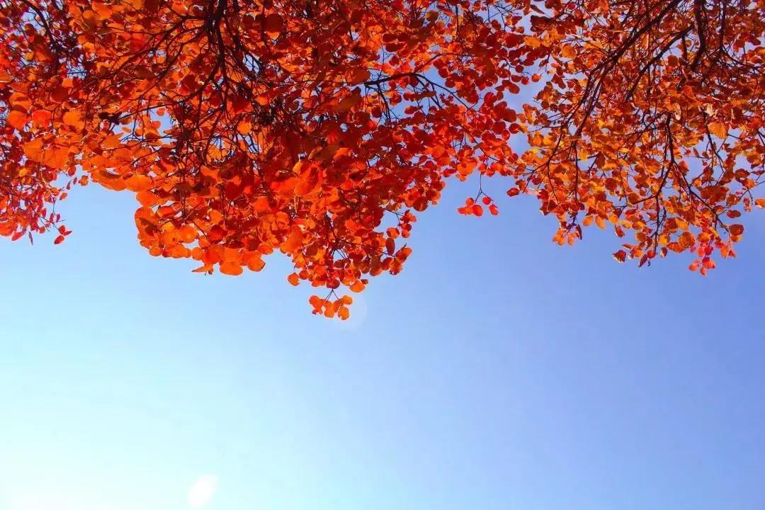 又是一年紅葉季，期待在這里遇見最美的你