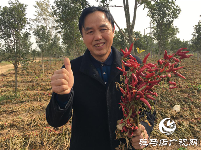 攜手北沃 見證豐收 ——北沃高鈣肥再顯神威，表現(xiàn)驚艷眾人！