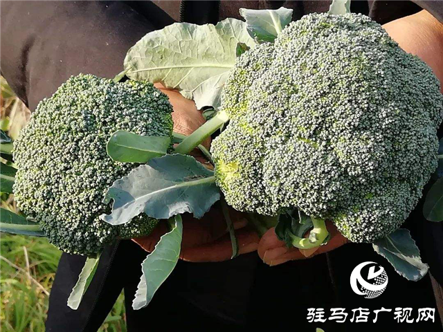攜手北沃 見證豐收 ——北沃高鈣肥再顯神威，表現(xiàn)驚艷眾人！