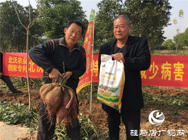攜手北沃 見證豐收 ——北沃高鈣肥再顯神威，表現(xiàn)驚艷眾人！