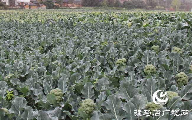 攜手北沃 見證豐收 ——北沃高鈣肥再顯神威，表現(xiàn)驚艷眾人！